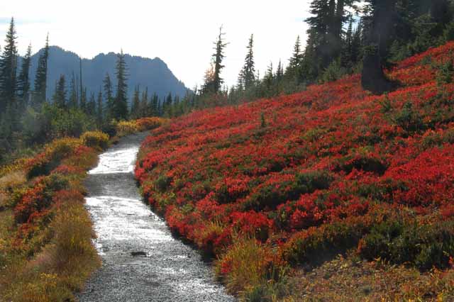 Mt. Rainier